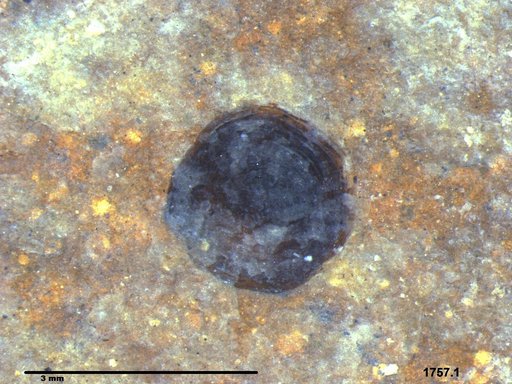 Tracheophyta