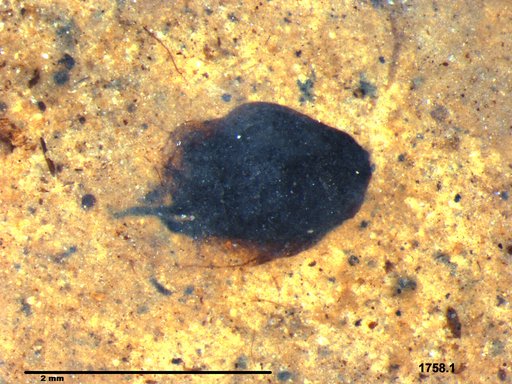 Tracheophyta