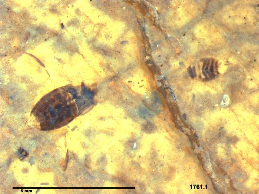 Corixidae