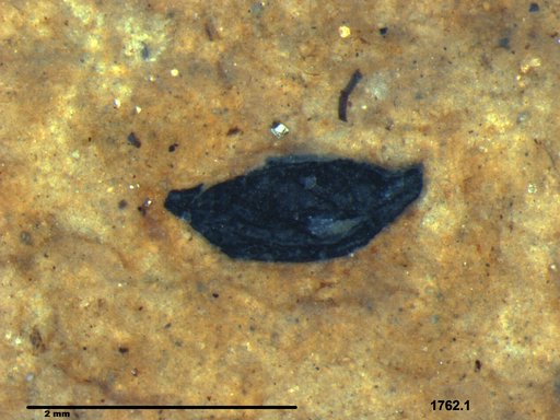 Tracheophyta