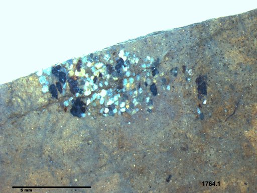 Genus sp