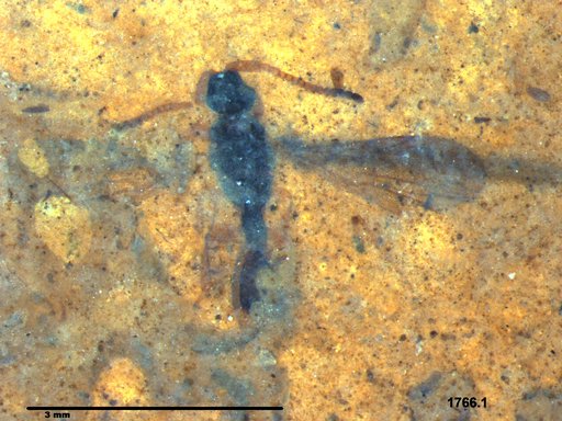 Diapriidae