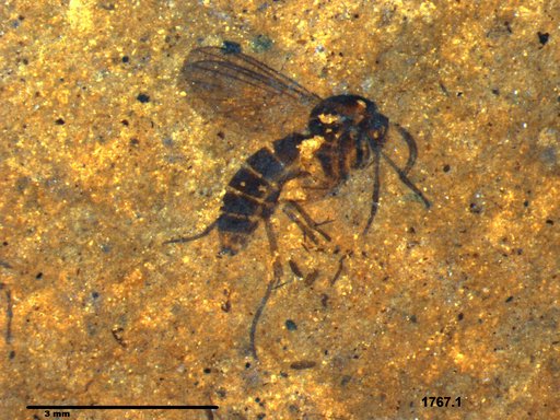 Diptera
