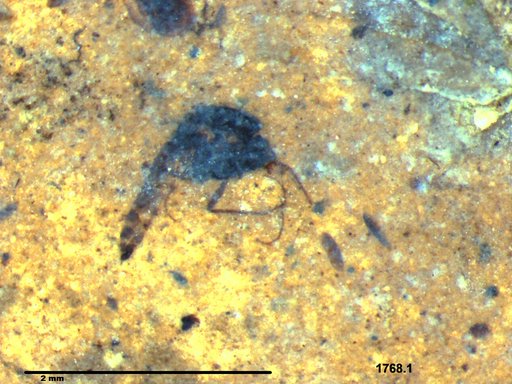 Diptera