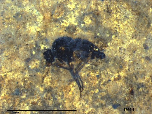 Phoridae