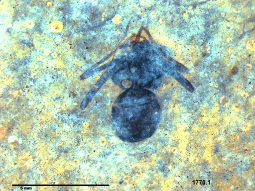 Formicidae