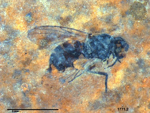 Diptera