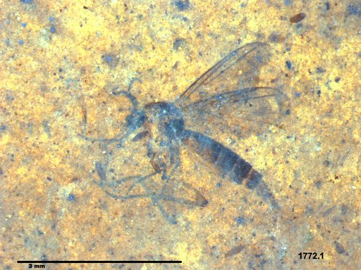 Diptera