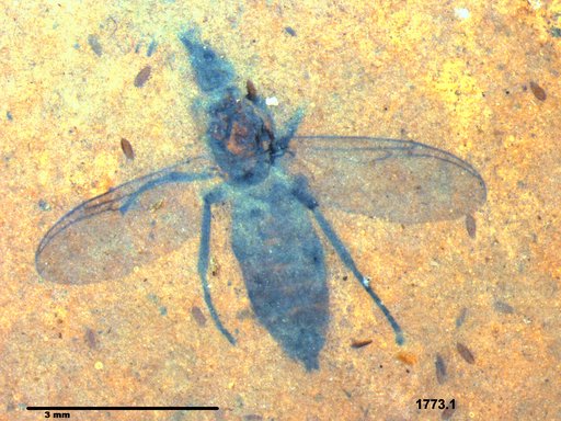 Genus sp