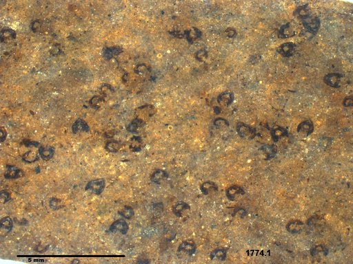 Chaoboridae