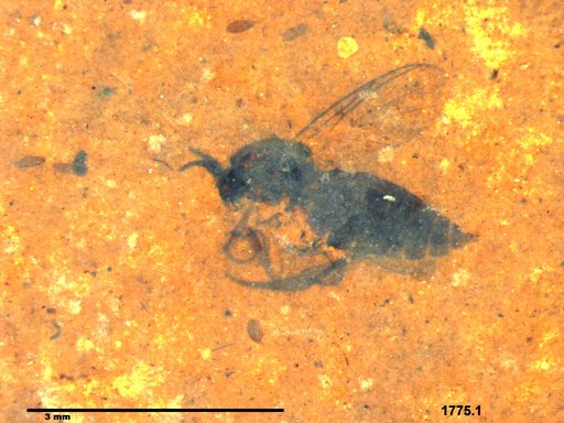Diptera