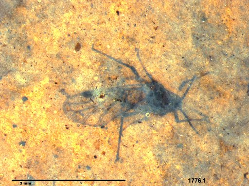 Aphididae