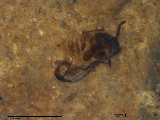 Aphididae
