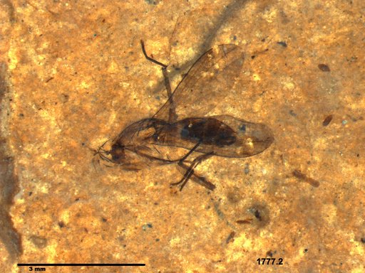 Diptera