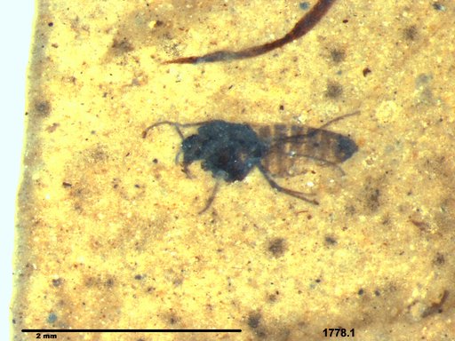 Diptera