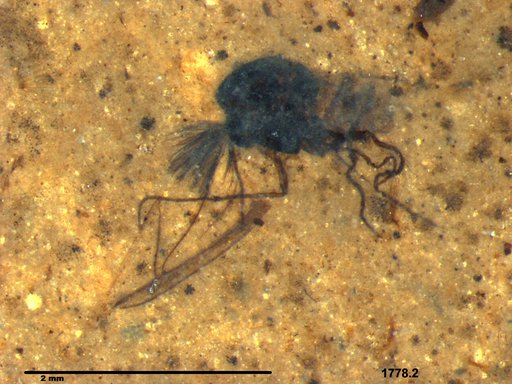 Diptera