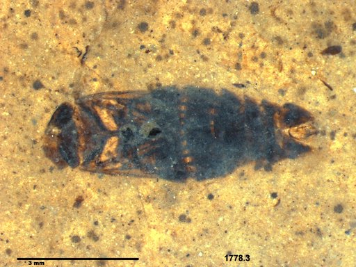 Corixidae