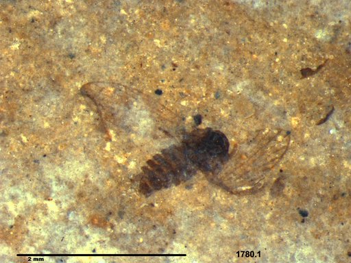 Psychodidae