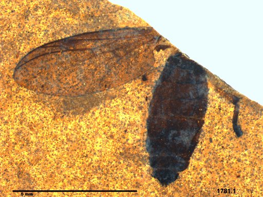 Genus sp