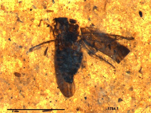 Genus sp