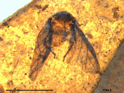 Aphididae