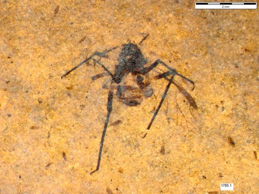 Aphididae