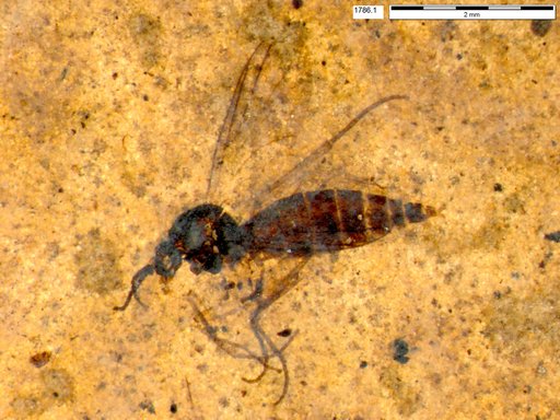 Diptera