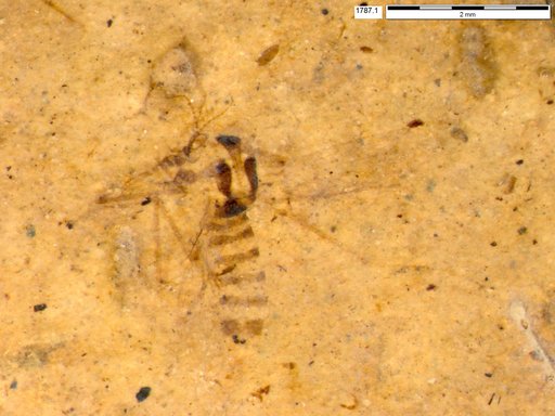 Chaoboridae
