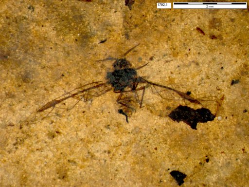 Aphididae