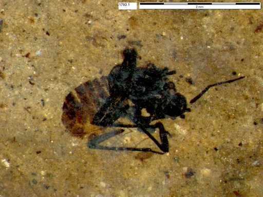 Aphididae