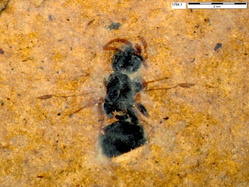 Formicidae