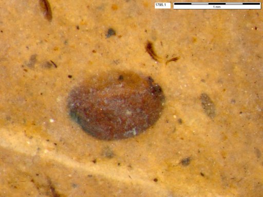 Tracheophyta