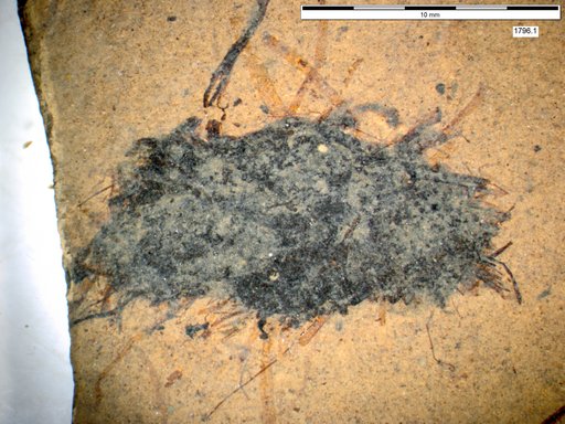 Genus sp