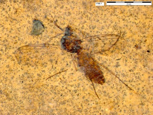 Diptera