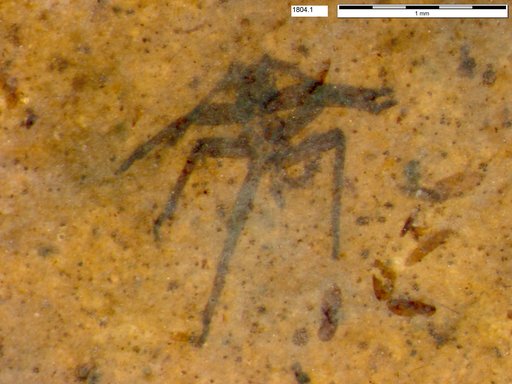 Genus sp