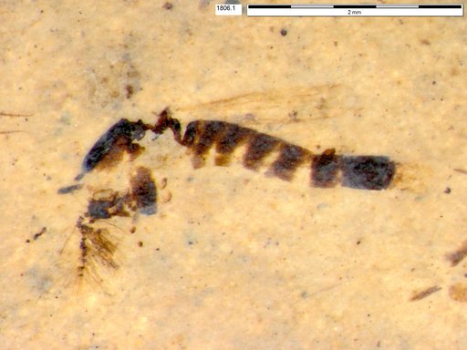 Chaoboridae