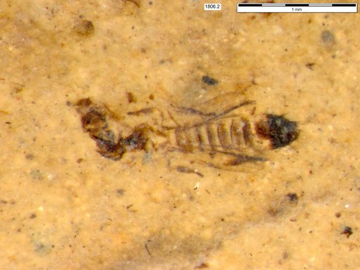 Genus sp