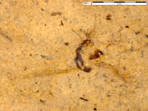 Chaoboridae