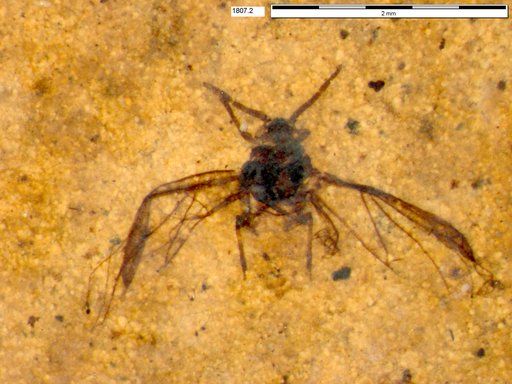 Aphididae