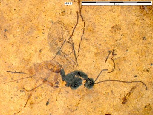 Ichneumonidae
