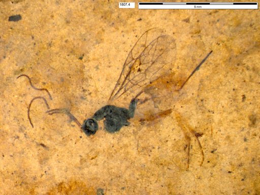 Braconidae