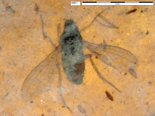 Diptera