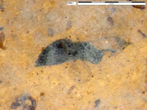 Genus sp