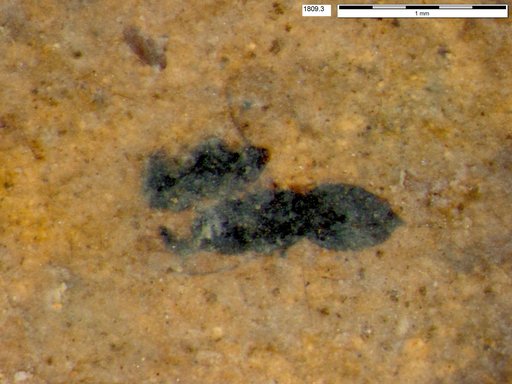 Genus sp