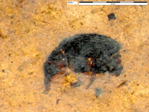 Genus sp