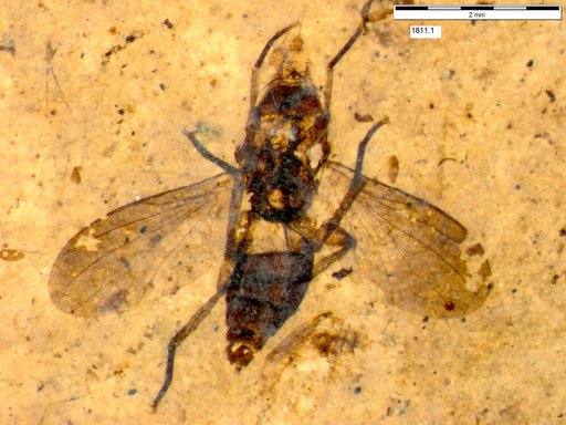 Diptera
