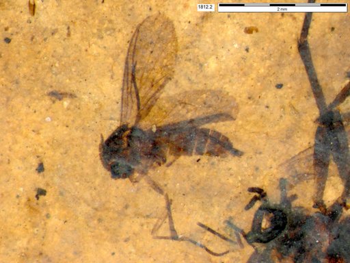 Diptera