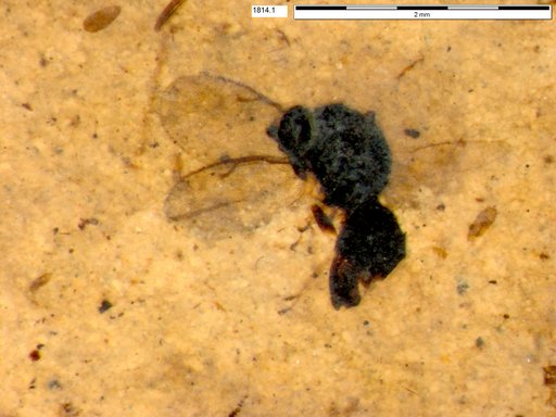 Genus sp