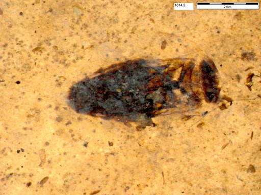 Corixidae