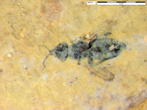 Genus sp